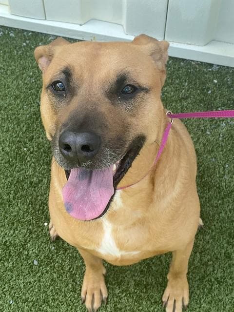 Daisy - Carolina Dog