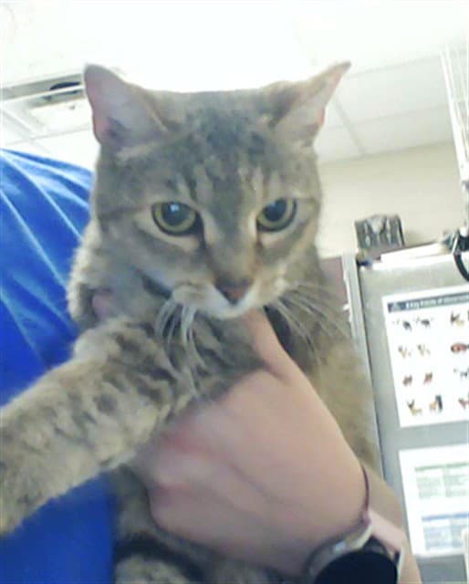 Unknown - Domestic Short Hair