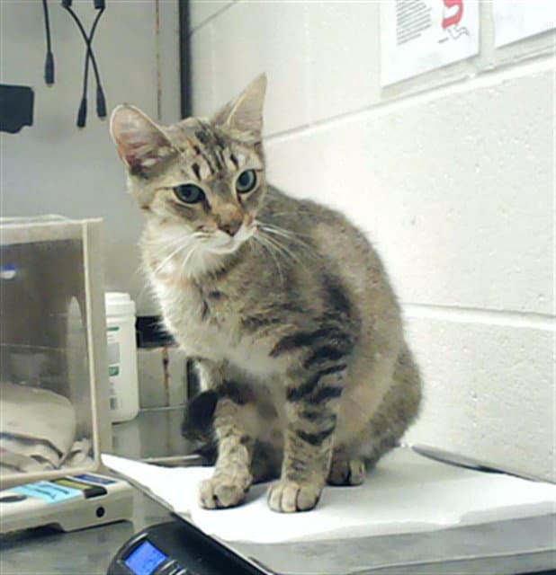 Unknown - Domestic Short Hair