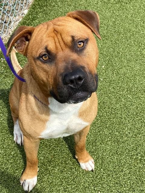Padre - Pit Bull Terrier