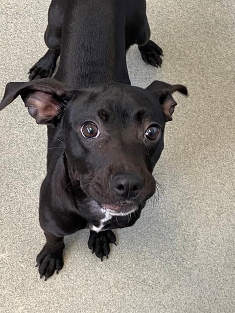 Nola - Pit Bull Terrier