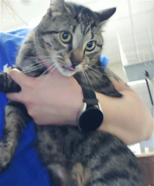 Taco Belle - Domestic Short Hair