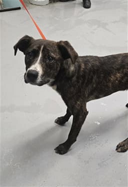 Zula image 1