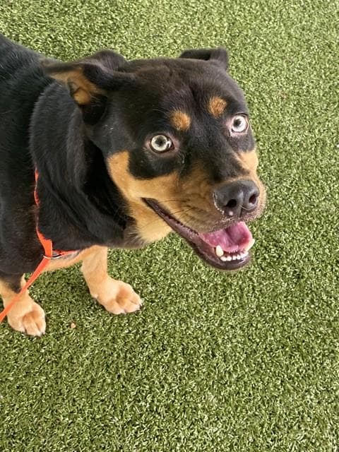 Onyx - Rottweiler