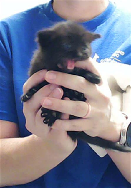Morticia - Domestic Short Hair