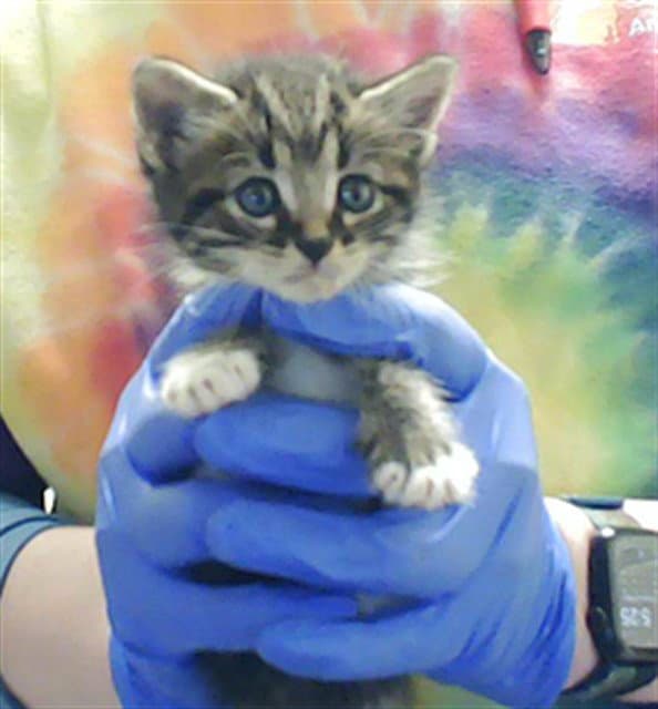 Malachi - Domestic Short Hair