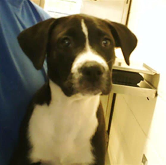 Unknown - Pit Bull Terrier