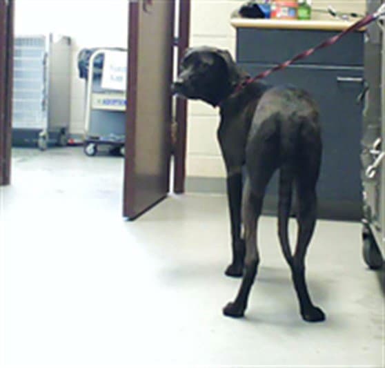 Unknown - Labrador Retriever