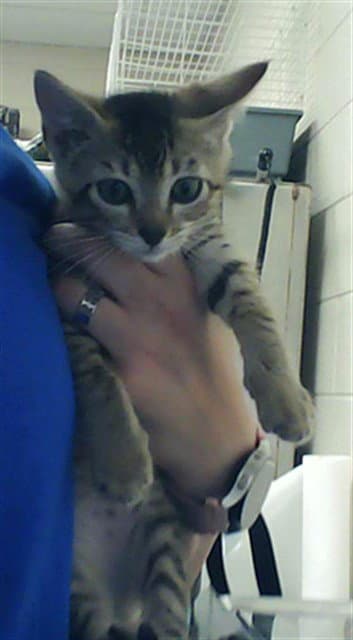 Tucker - Domestic Short Hair