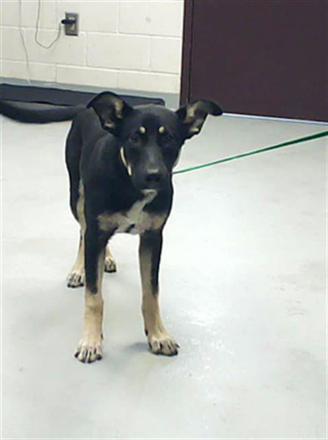 Tommy - German Shepherd Dog