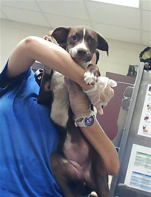 Unknown - Labrador Retriever