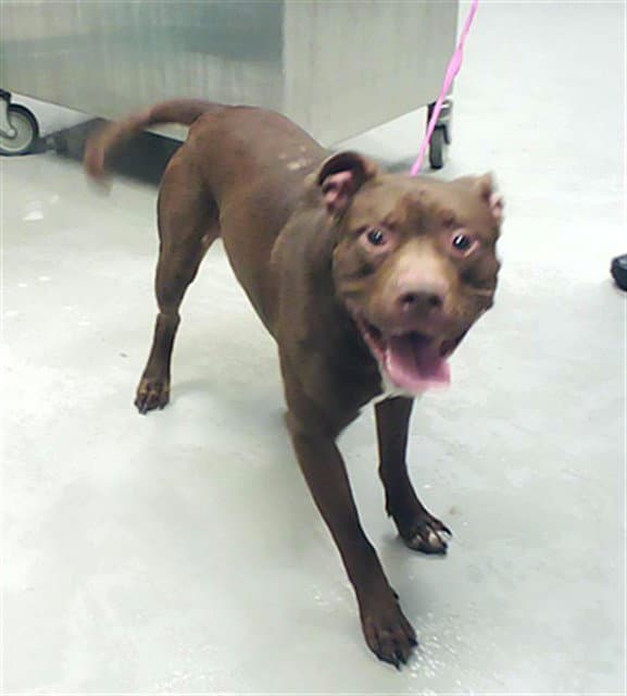 Grandson - Pit Bull Terrier