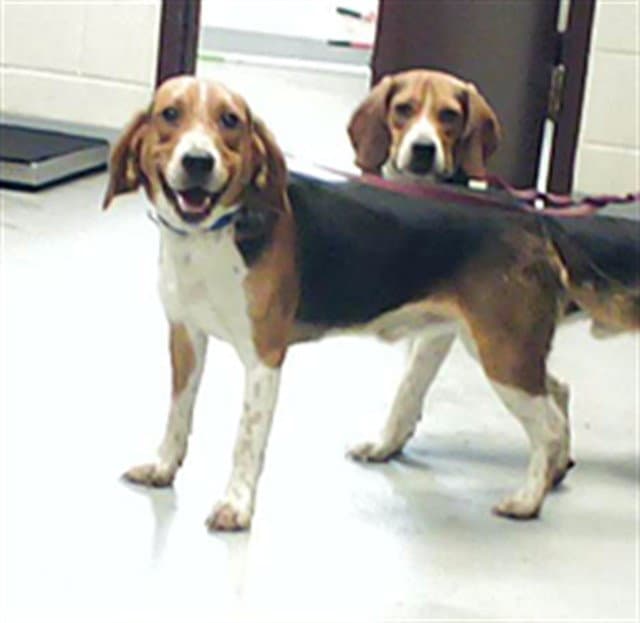 Unknown - Beagle