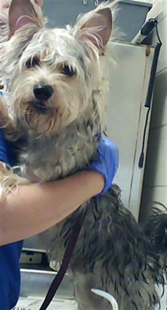 Cashmere - Yorkshire Terrier Yorkie