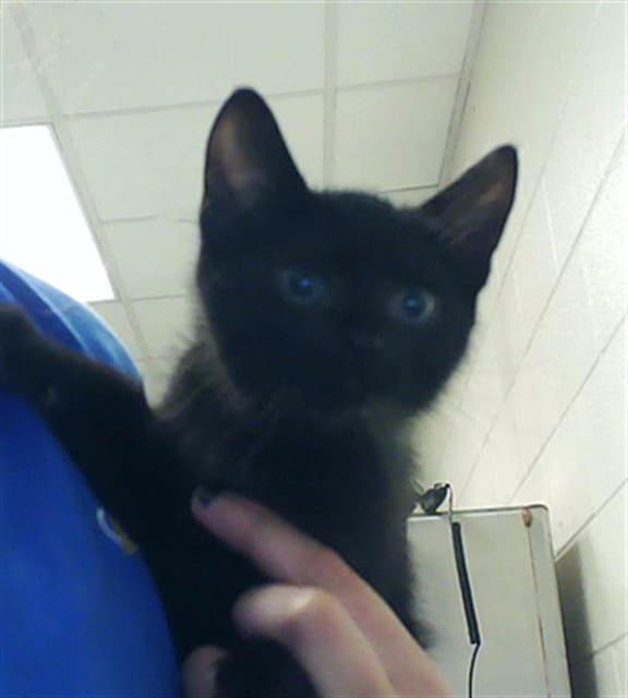 Mercury - Domestic Short Hair