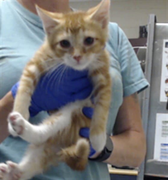 Maxwell - Domestic Medium Hair