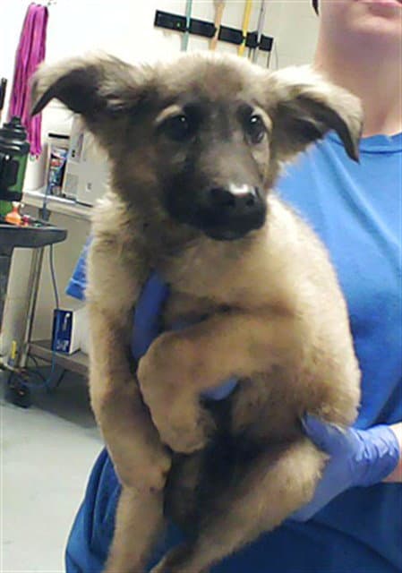 Duke - Dutch Shepherd