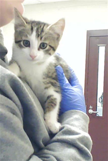 Jj - Domestic Short Hair