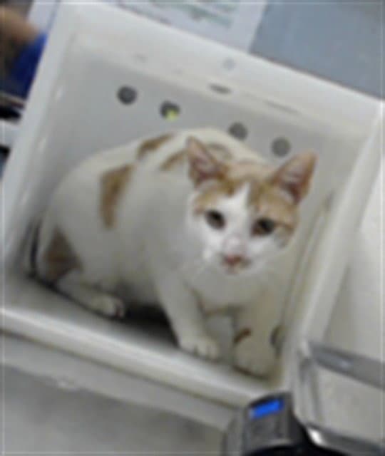 Unknown - Domestic Short Hair