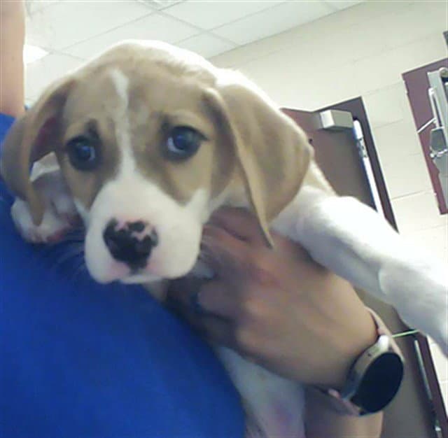 Unknown - Labrador Retriever