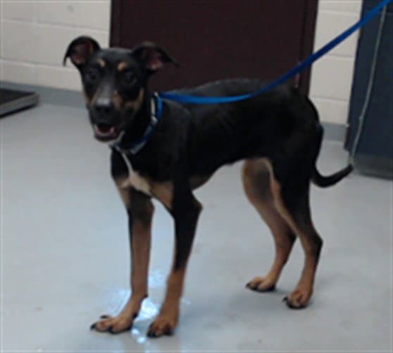 Coco - Rottweiler