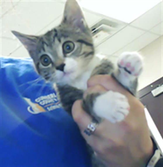 Unknown - Domestic Short Hair