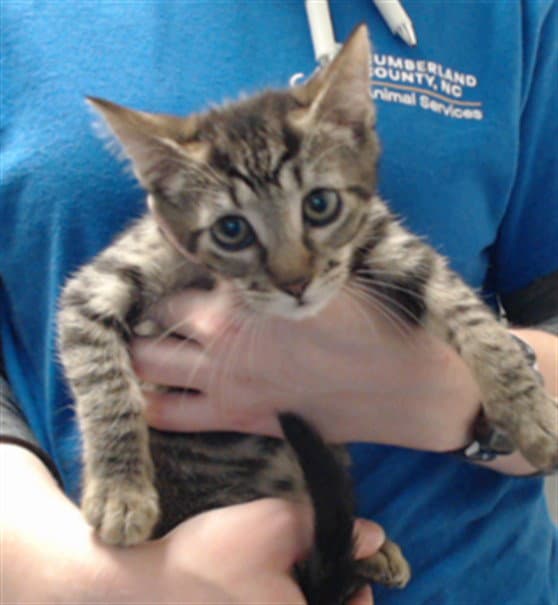 Charlotte - Domestic Short Hair