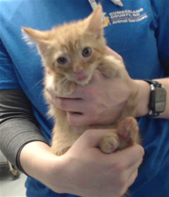 Cheeto - Domestic Medium Hair