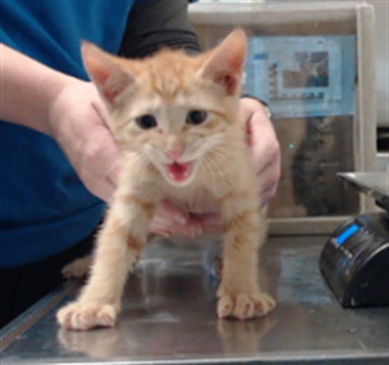 Chester - Domestic Short Hair