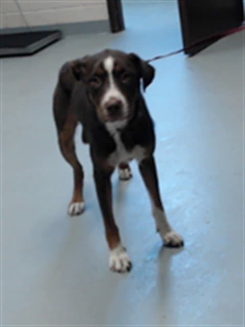 Unknown - Labrador Retriever