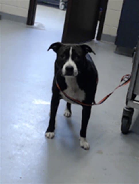Unknown - Pit Bull Terrier