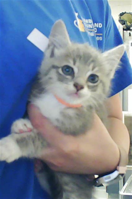 Unknown - Domestic Medium Hair