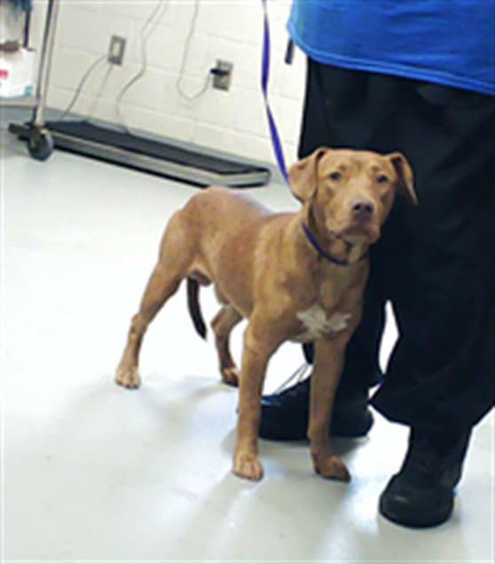 Stefano - Pit Bull Terrier