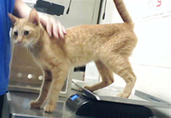 Vincent - Domestic Short Hair