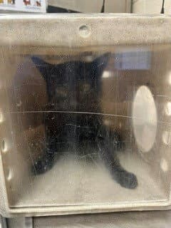 Owen - Domestic Short Hair