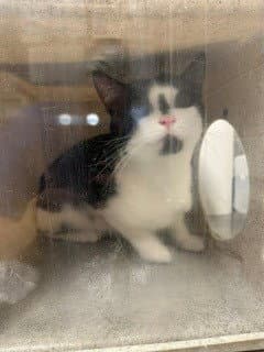 Unknown - Domestic Short Hair