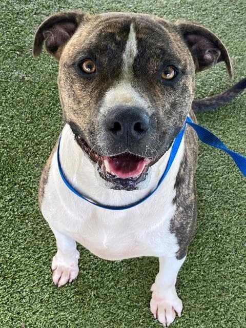 Prince - Pit Bull Terrier