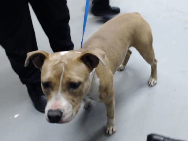 Maple - Pit Bull Terrier