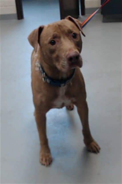 Rebel - Pit Bull Terrier