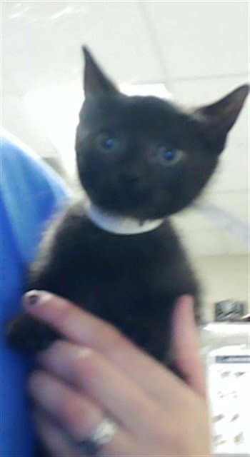 Saturn - Domestic Short Hair