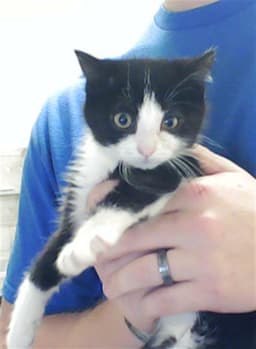 Mittens image 1