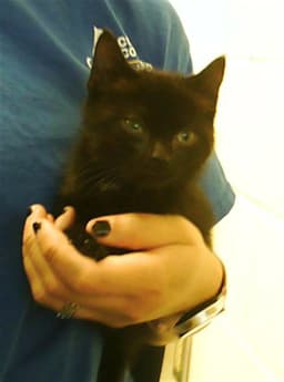 Mewlan image 1