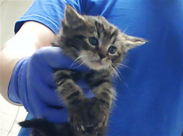 Percy - Domestic Short Hair
