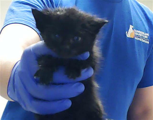 Sweet Pea - Domestic Short Hair