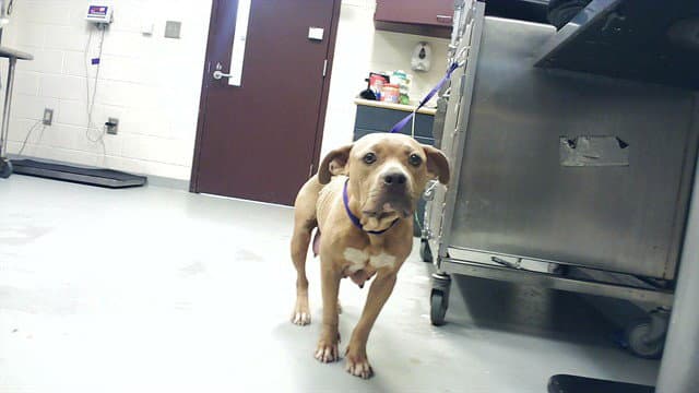 Nina - Pit Bull Terrier