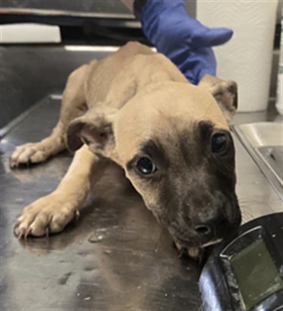 Charlotte - Pit Bull Terrier