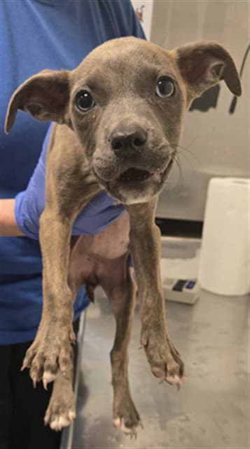 Daisy - Pit Bull Terrier