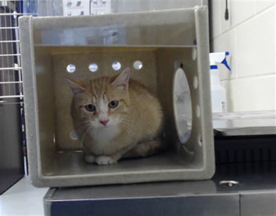 Tiger - Domestic Short Hair