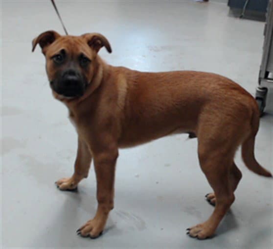 Unknown - Labrador Retriever