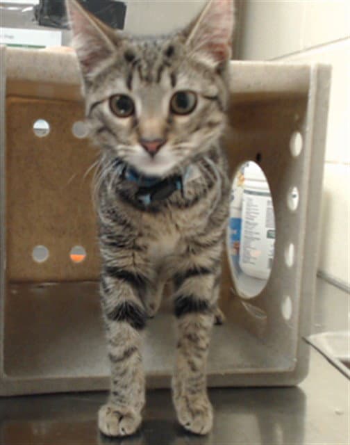 Sir Murphy - Domestic Short Hair